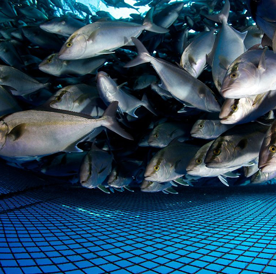 PSA-zuurstofgeneratortoepassing